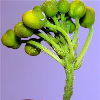   Corymb -Fls. with bracts( bracts dilated in middle) 